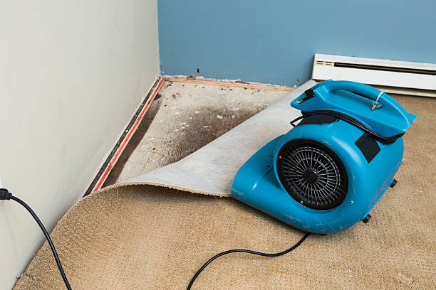 Best Mold removal after water damage  in Washington, PA